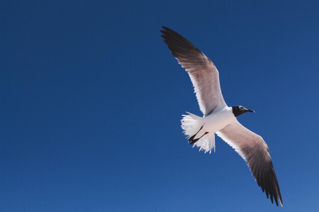 Low angle view of seagull flying in sky