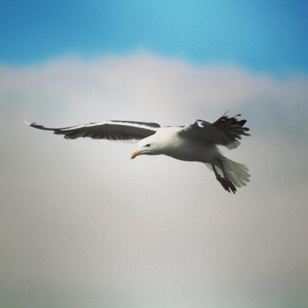 Low angle view of seagull flying in sky