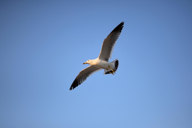 空を飛ぶカモメの低角度の景色