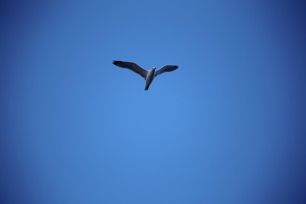 Low angle view of seagull flying in sky