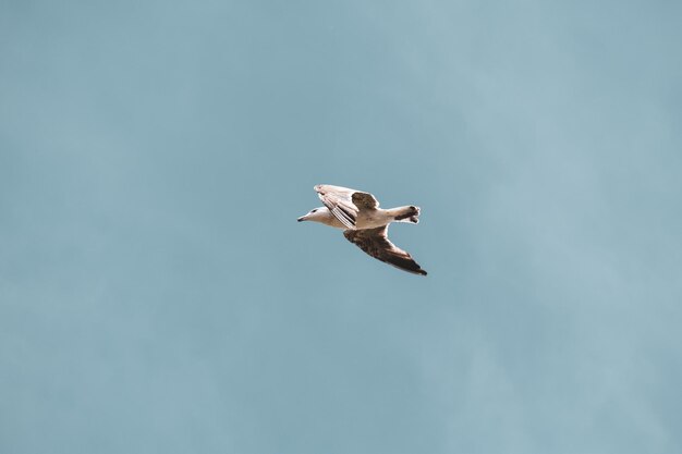 Photo low angle view of seagull flying in sky