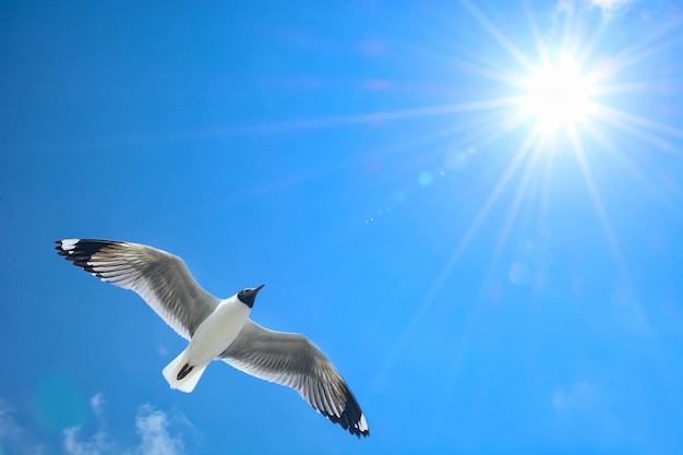 Foto vista a bassa angolazione di un gabbiano che vola nel cielo