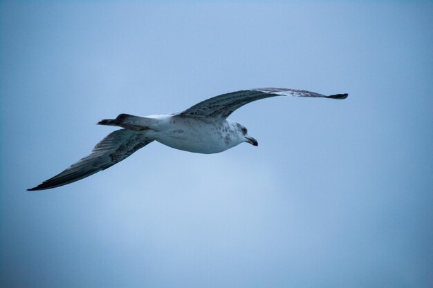 Low angle view of seagull flying in sky