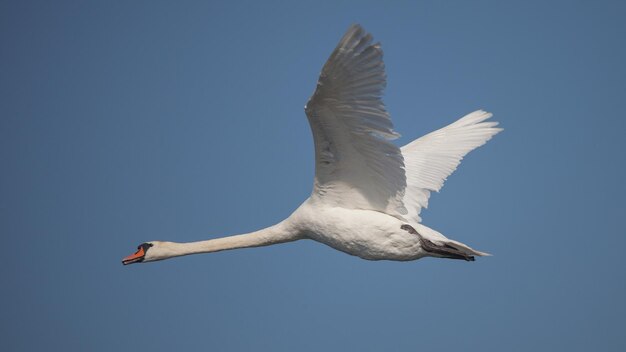 Low angle view of seagull flying in sky