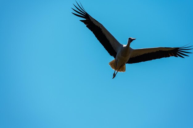 Low angle view of seagull flying in sky