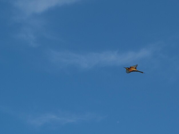 Low angle view of seagull flying in sky