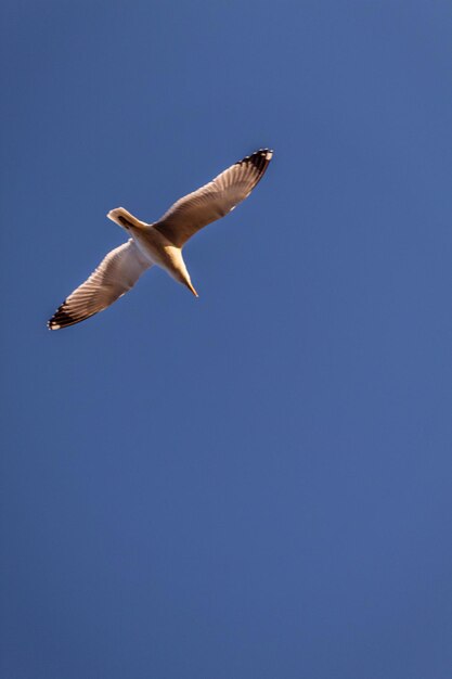 空を飛ぶカモメの低角度の景色