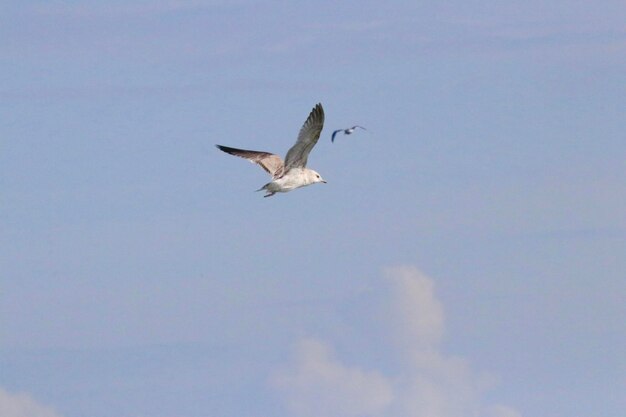 Low angle view of seagull flying in sky