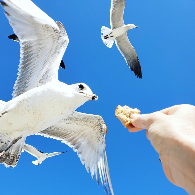 Low angle view of seagull flying