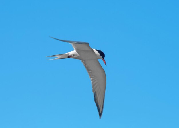 Low angle view of seagull flying