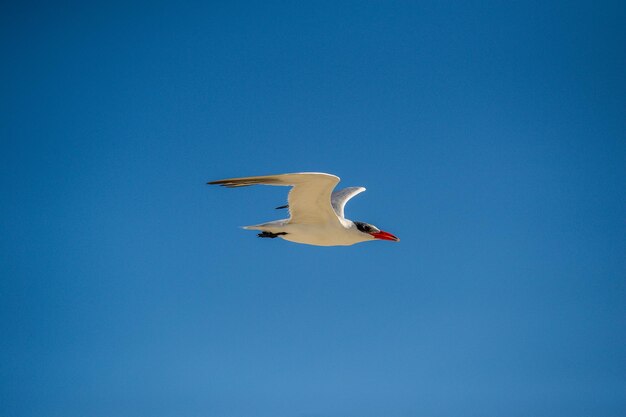 Low angle view of seagull flying