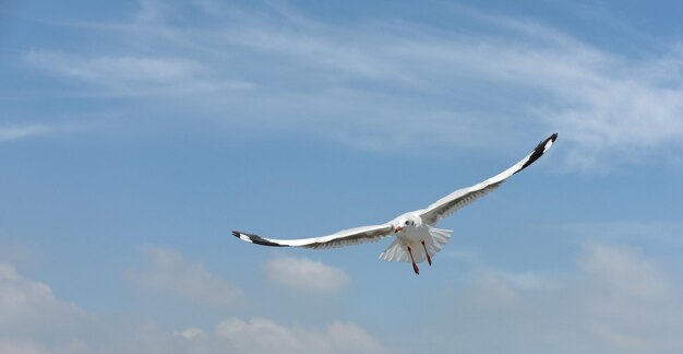 Low angle view of seagull flying