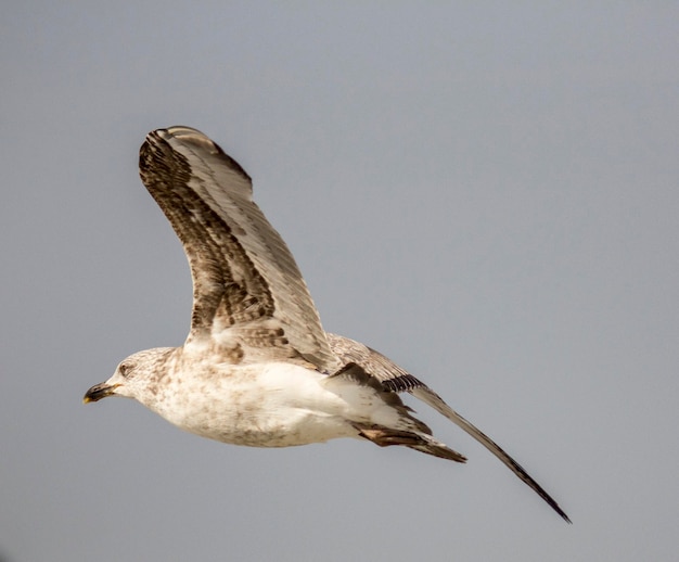 Photo low angle view of seagull flying