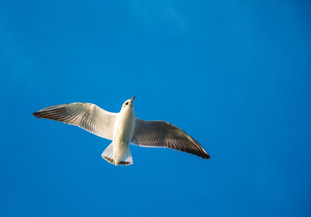 Low angle view of seagull flying