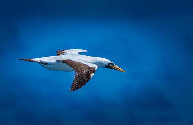 Low angle view of seagull flying