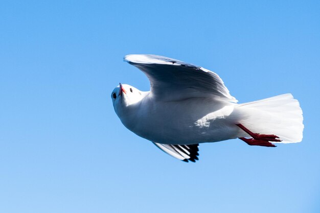 Photo low angle view of seagull flying