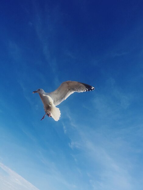 Low angle view of seagull flying