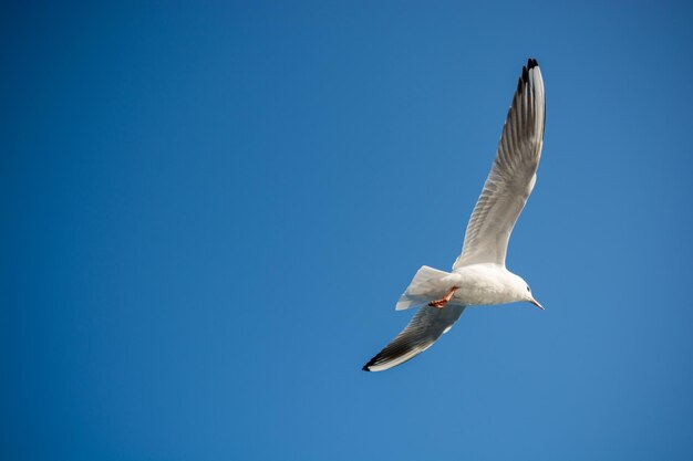 Low angle view of seagull flying