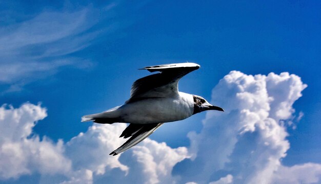 Low angle view of seagull flying