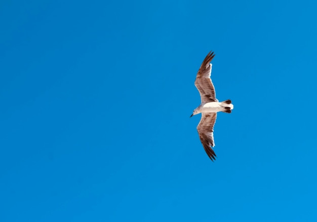 Low angle view of seagull flying