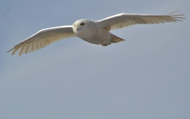 Low angle view of seagull flying