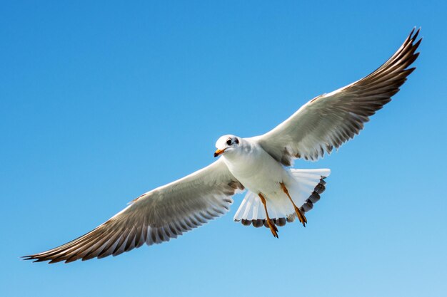 Low angle view of seagull flying