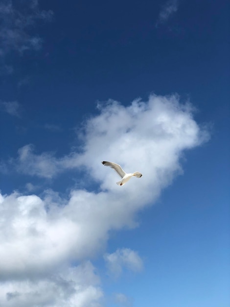 Low angle view of seagull flying