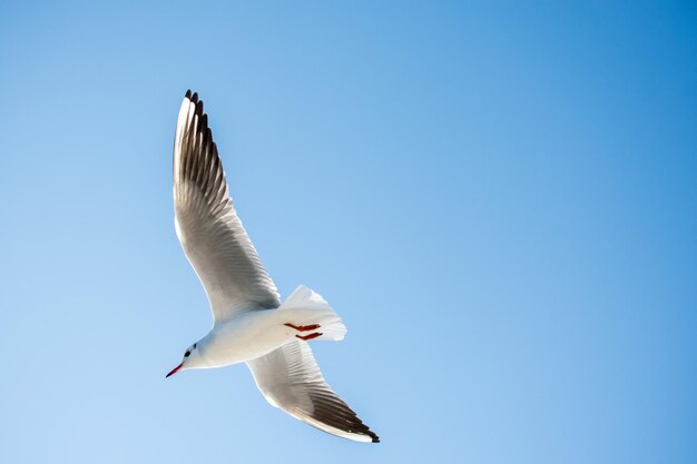 Low angle view of seagull flying