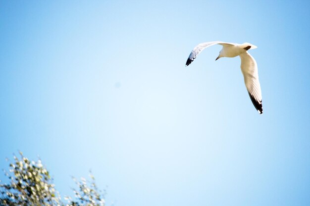 Low angle view of seagull flying