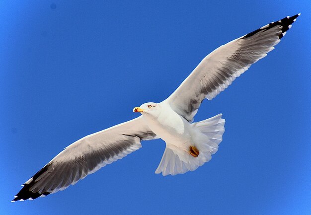 Low angle view of seagull flying