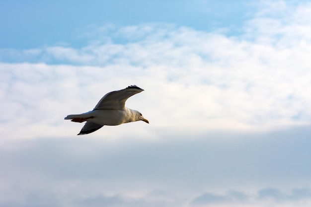 Low angle view of seagull flying