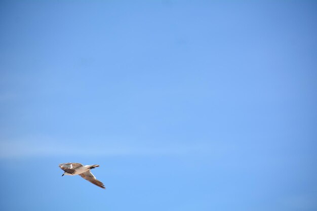 Photo low angle view of seagull flying