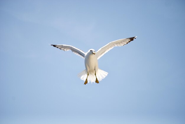 Low angle view of seagull flying