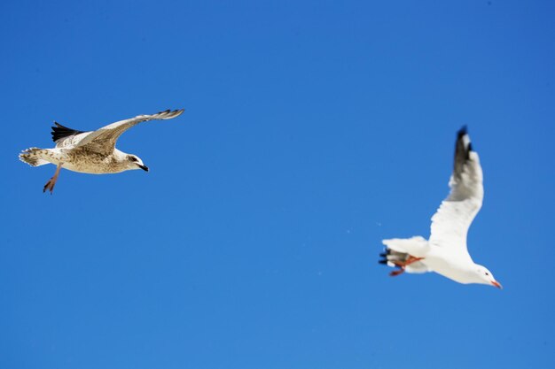 Low angle view of seagull flying