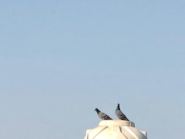 Low angle view of seagull perching against clear sky