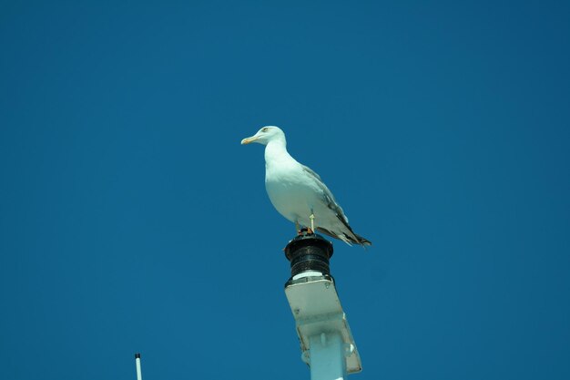 Low angle view of seagull perching on blue sky