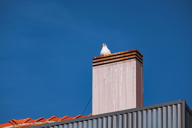 Low angle view of seagull perching on building against sky