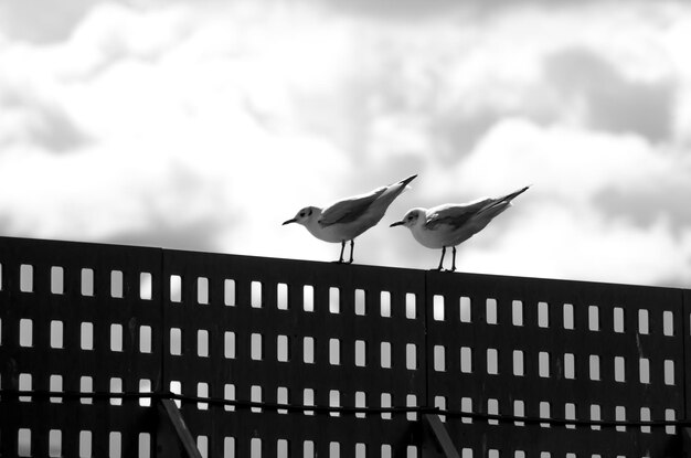 Low angle view of seagull perching on railing against sky