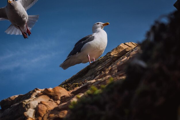 Low angle view of seagull perching on rock against sky