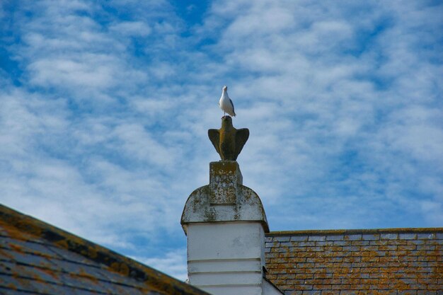 Low angle view of seagull perching on roof against sky