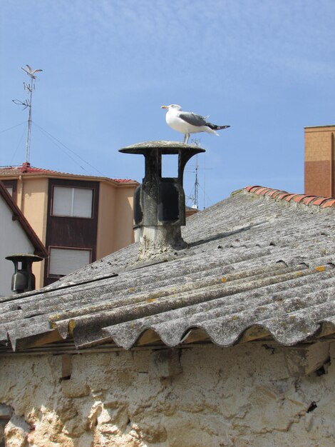 Low angle view of seagull perching on roof of building