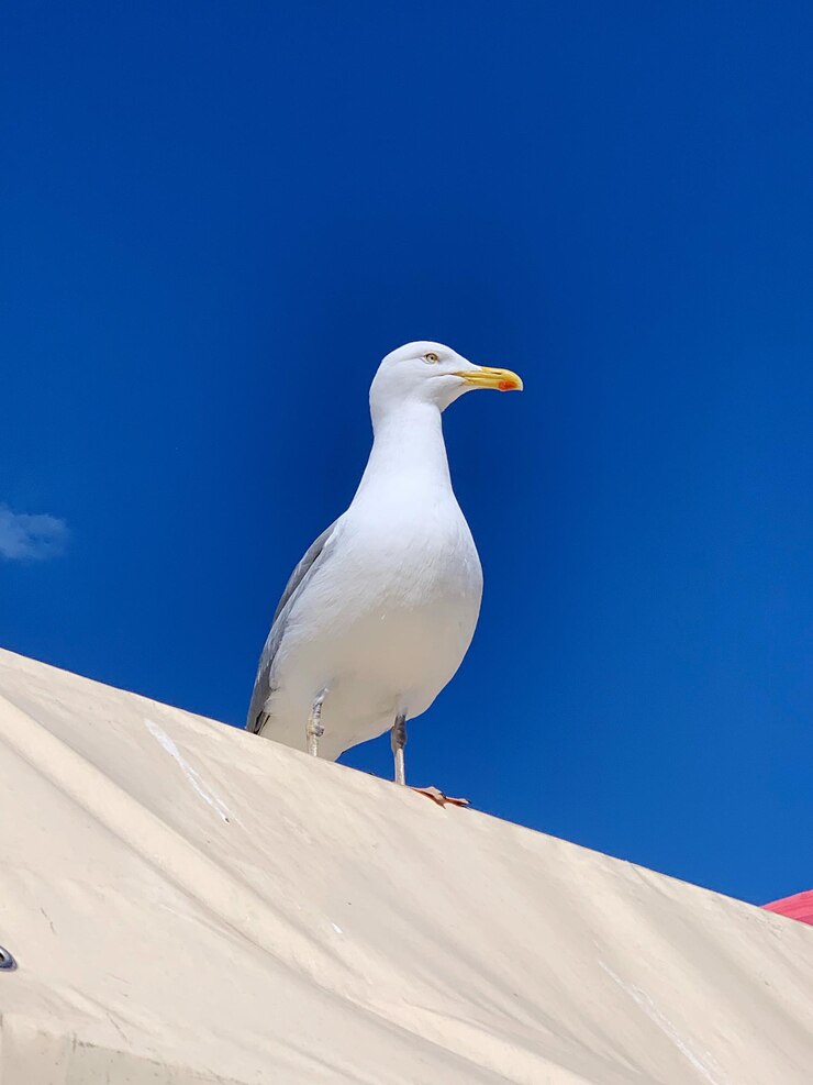 Photo low angle view of seagull perching on snow against blue sky