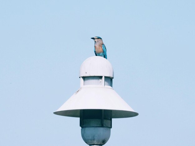 Low angle view of seagull perching on wall against clear sky