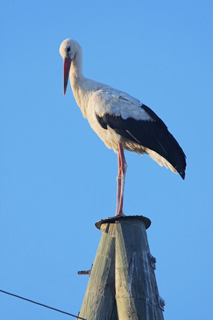 Low angle view of seagull perching on wooden post against clear blue sky