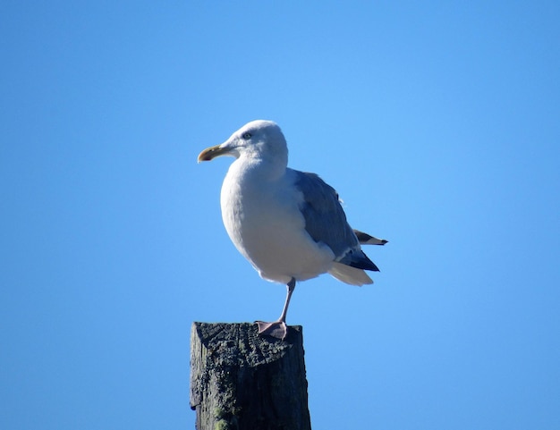 Low angle view of seagull perching on wooden post against clear blue sky