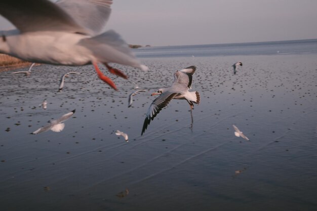 Photo low angle view of seagulls on beach