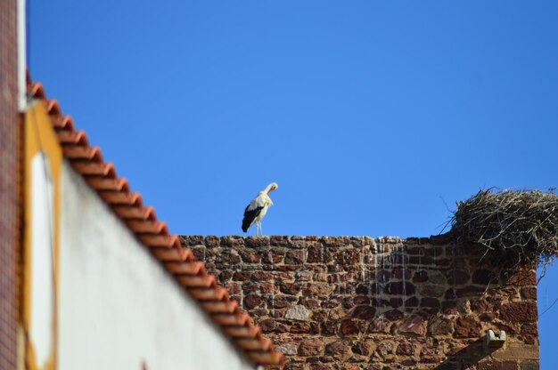 Low angle view of seagulls on building roof