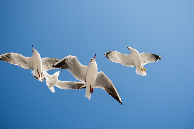 Photo low angle view of seagulls flying against clear blue sky