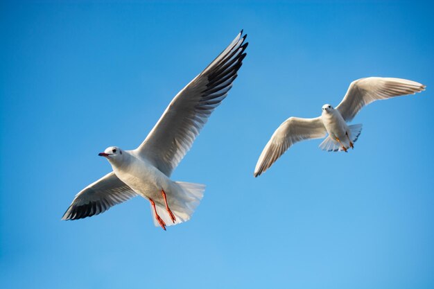 Low angle view of seagulls flying against clear blue sky