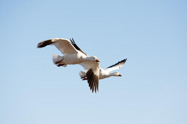 Low angle view of seagulls flying against clear sky